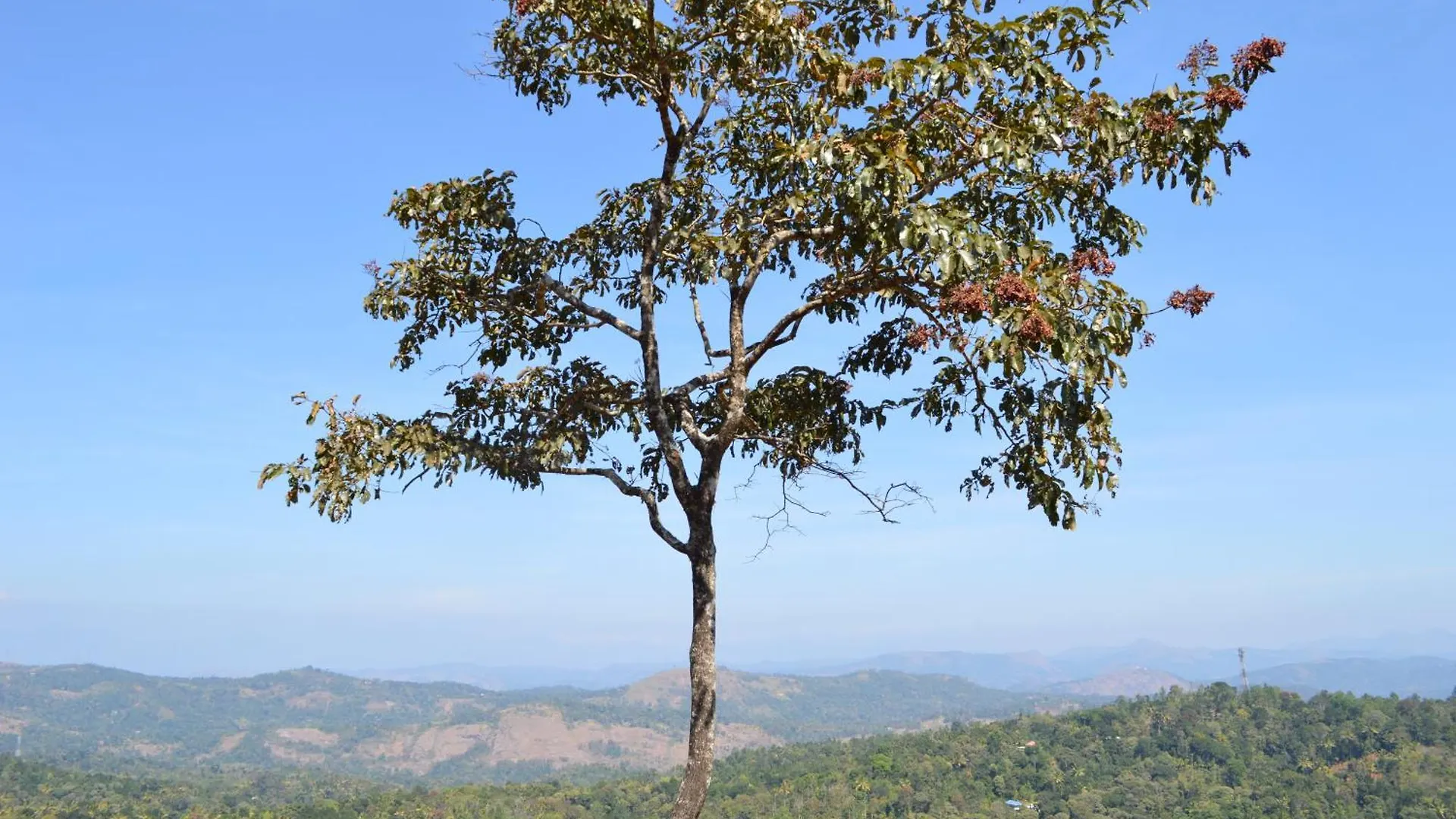Ashramam Health Resort Kattappana 0*,